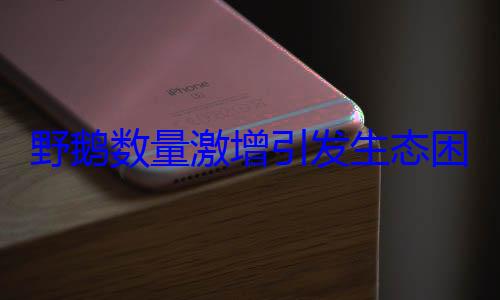 野鹅数量激增引发生态困扰
